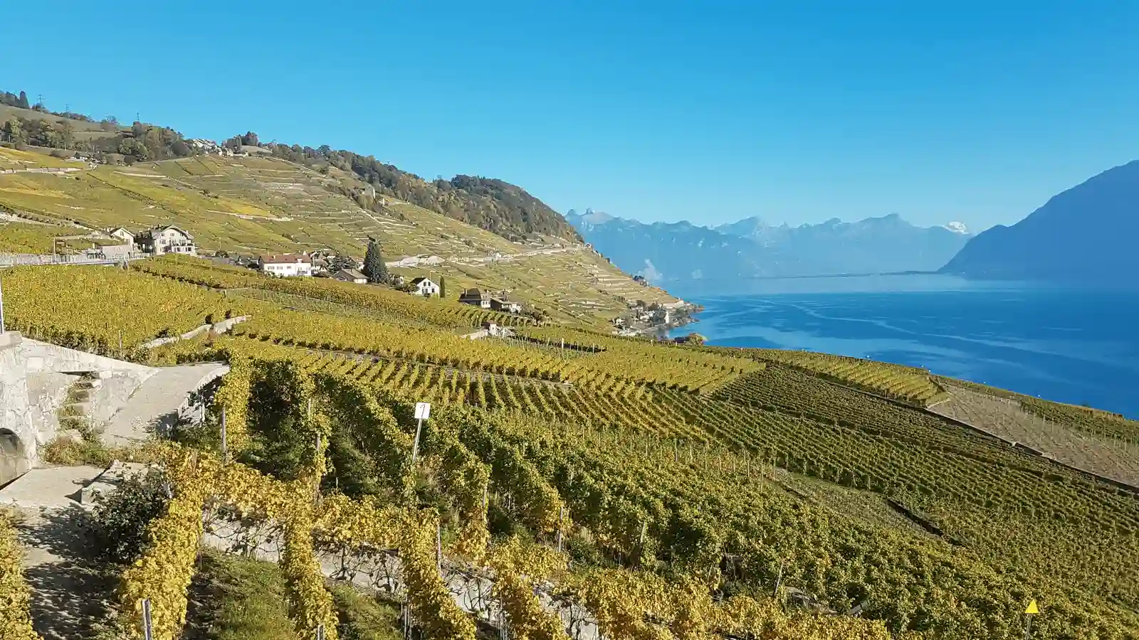 Experience the Wine trail in Lavaux